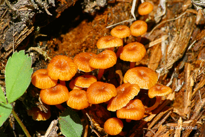Toadstools-on-Decayed-Log.gif
