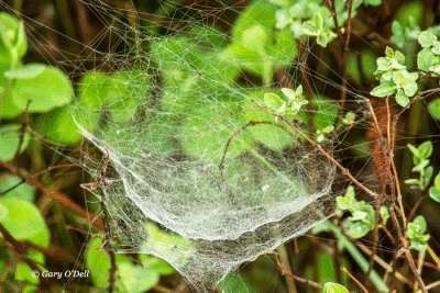 Morning-Dew-Web-