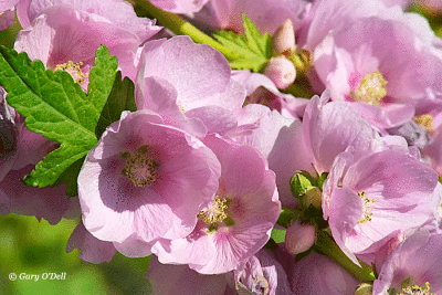Mountain-Globemallow-#4b.gif