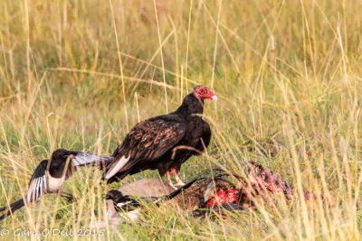 Feeding-Vulture-