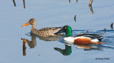 A-Pair-of-Northern-Shovelers.gif