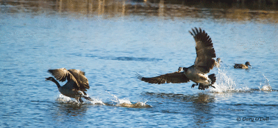 Geese Fighting