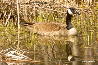 Goose-and-Reflection-#2.gif