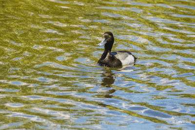 Greater Scaup-Drake