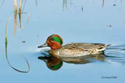 Green-winged-Teal-#3.gif