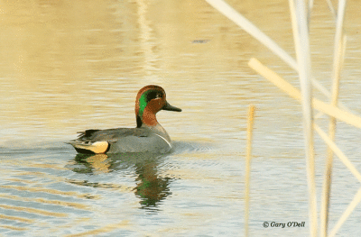 Green-Wing-Teal.gif