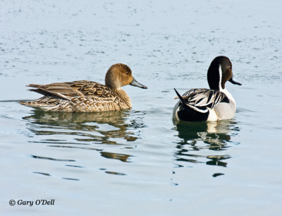 Pintails-Pair.gif
