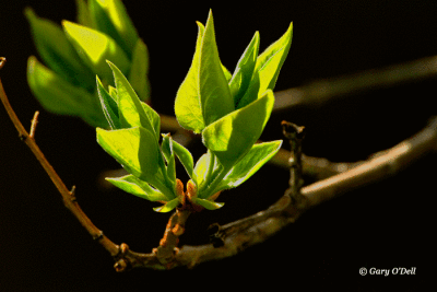 New-Leaves.gif