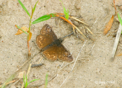Common-Sootywing-Butterfly.gif