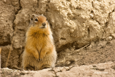 Ground-Squirrel-