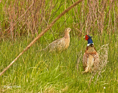 Pair-of-Pheasant-