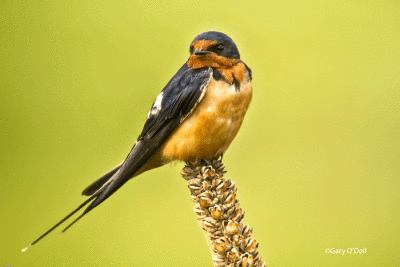 Barn Swallow