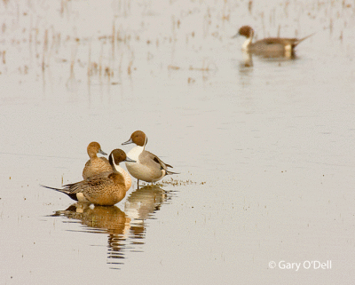 Pintails.gif