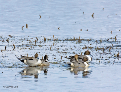 Pintails-.gif