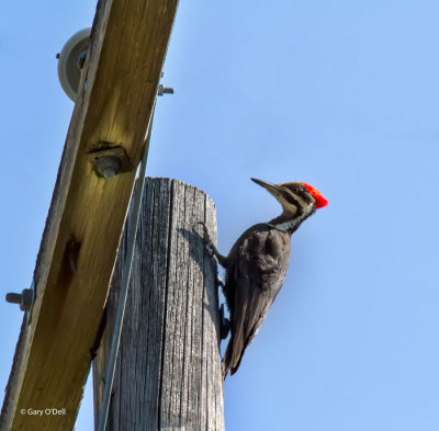 Female-Pileated-Woodpecker-jpg