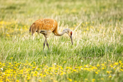 Sandhill Crane