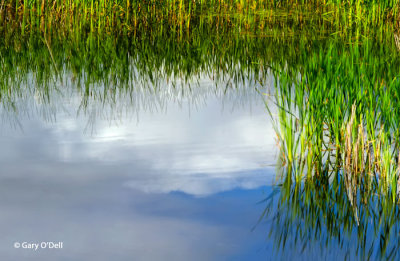 Reeds-and-Cloud-Reflections-HDR.jpg