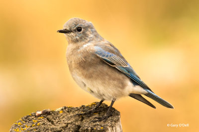 Mountain Bluebird-Female