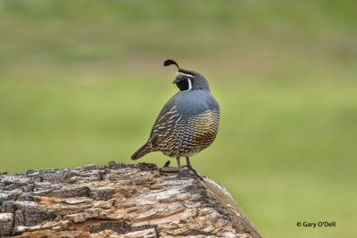 Quail-Male