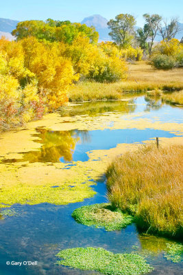 Stock-Pond-and-Fall-reflection-vert.jpg