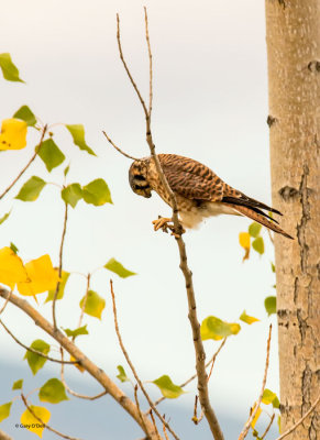 Kestrel With Lunch