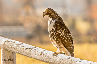 Red-tailed-Hawk-ISO,-1600,-600mm,-f-10-@--1-1250-sec.jpg