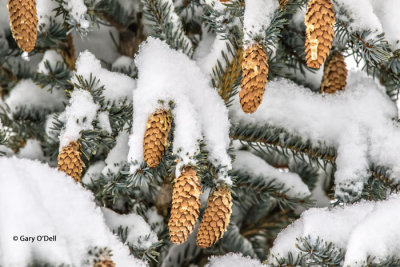 Snowy-Blue-Spruce-Cones jpg