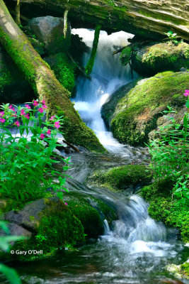 Moss-covered-rocks-and-flowers-with-small-falls.jpg