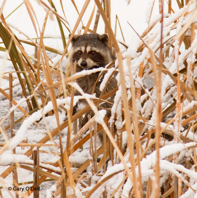 Racoon In Cattails