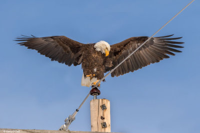 American Eagle Landing
