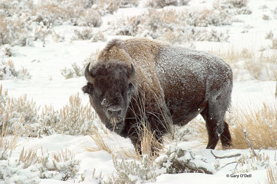 Snowy-Buffalo.jpg