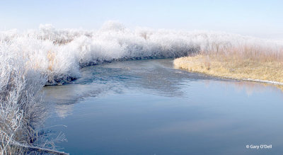 Frosted-Willows.jpg