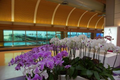 Taiwan grown orchids.