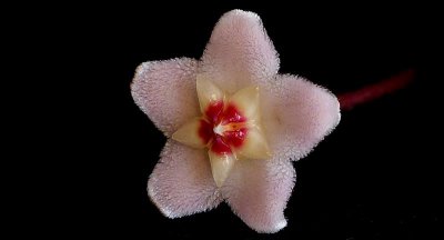 Hoya - Wax flower