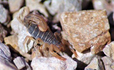 10-28-2014 stripe-tailed scorpion copy IMGP8167.jpg