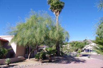 palo verde IMGP8224.JPG