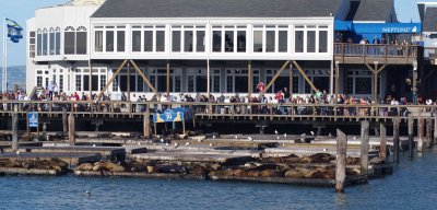 Sea Lions at Pier 39