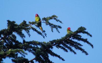 Parrots - Telegraph Hill (cherry-headed conure/red-masked parakeets)
