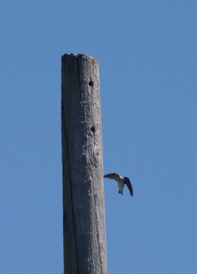 Swallow flying towards nest in pole