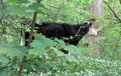 cows grazing in the woods