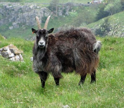 mountain goats too