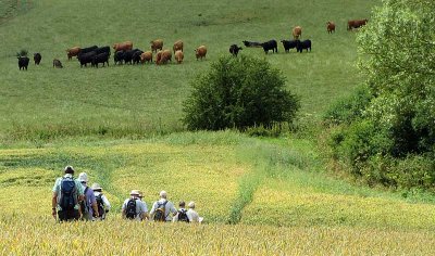 corn fields and cows with calves