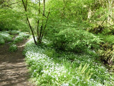 smell of wild garlic pervades the area
