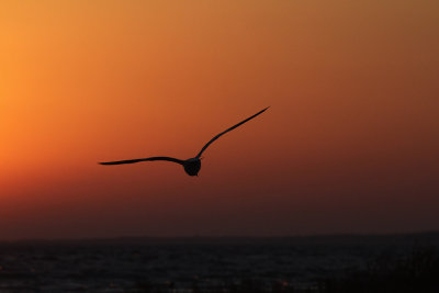 IMG_8541 Mac Island sunset gull.jpg
