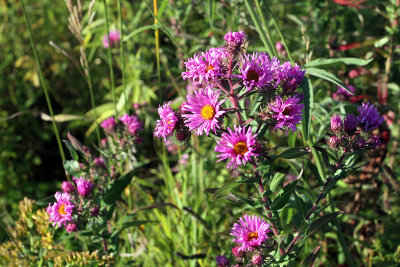 IMG_8697 Mackinac Island wildflowers.jpg