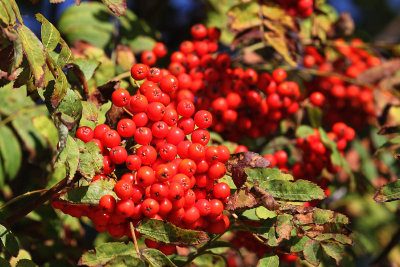 IMG_8824 Mackinac Island berries.jpg