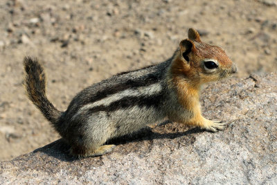 IMG_2002 Ground Squirrel.jpg