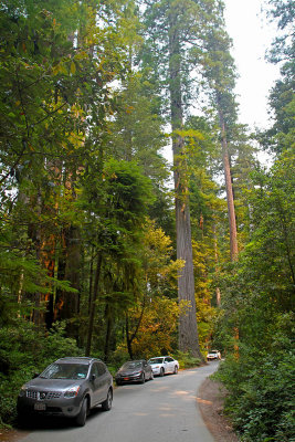 IMG_2706 Giant Redwoods.jpg