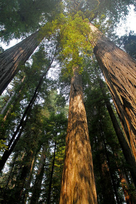 IMG_2729 Redwoods.jpg