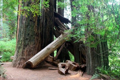 IMG_2764 Redwoods.jpg